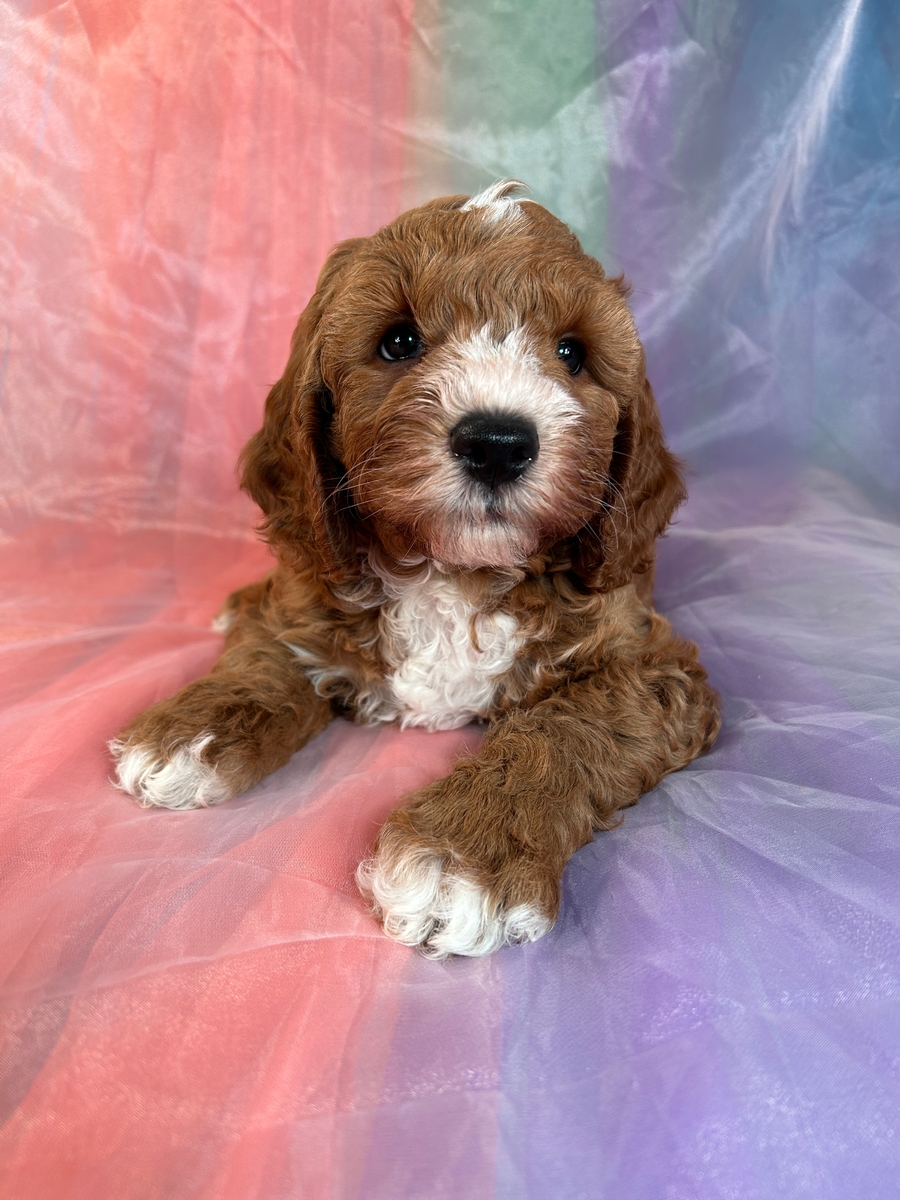 Male Cockapoo Puppy for Sale DOB 6-21-2023 $1200